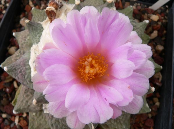 Ariocarpus fissuratus Big Bend